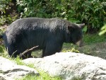 black bear.jpg