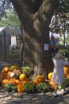 Pumpkin Tree