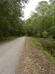 The Road Great Dismal Swamp