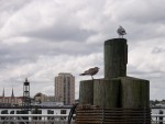 Gulls on dock