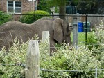 elephant in yard