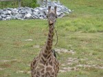 giraffe lunch