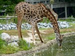 long drink giraffe