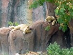 sleepy lions
